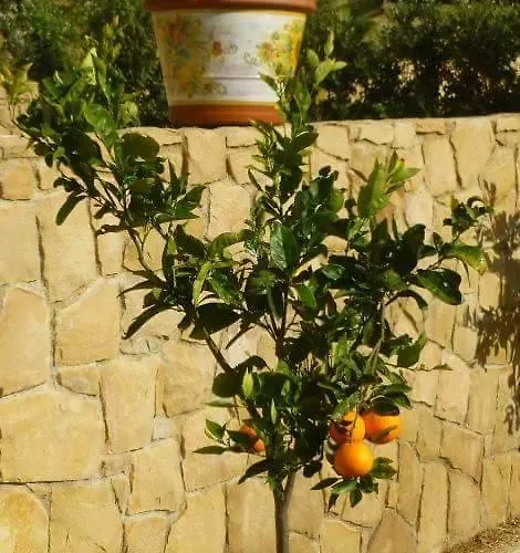 בית נופש Cattleya *